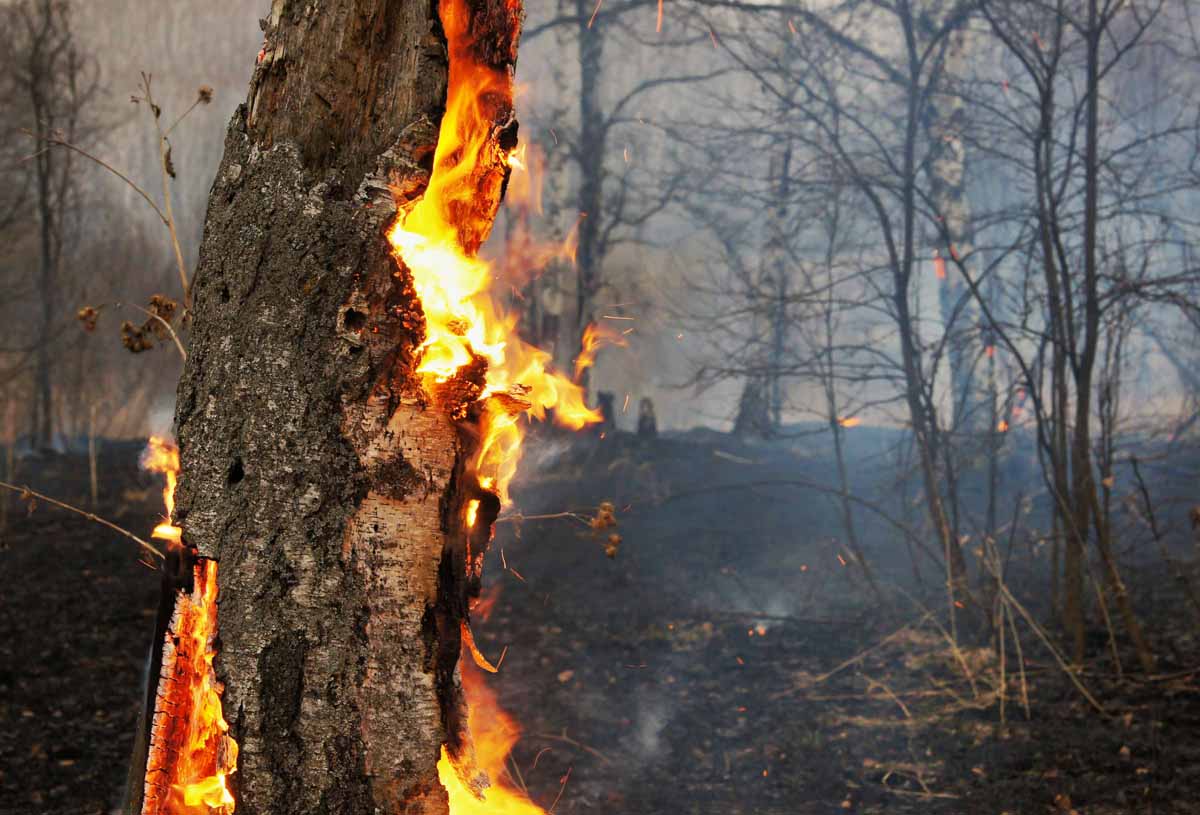 Orman Yangınlarının Turizm Gelirine Etkisi