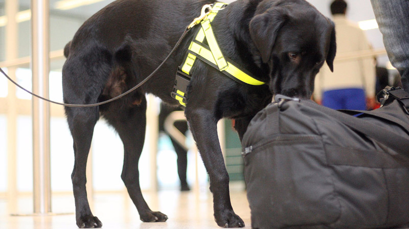 Havalimanlarında bir ilk: para dedektörü köpekler
