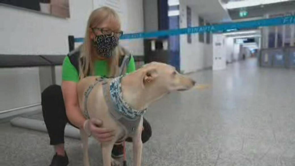 Havaalanında Köpek ile Corona virüs tespiti