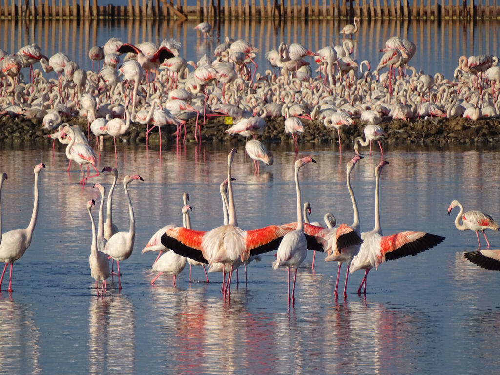 Gediz Deltası’nda flamingo turizmi