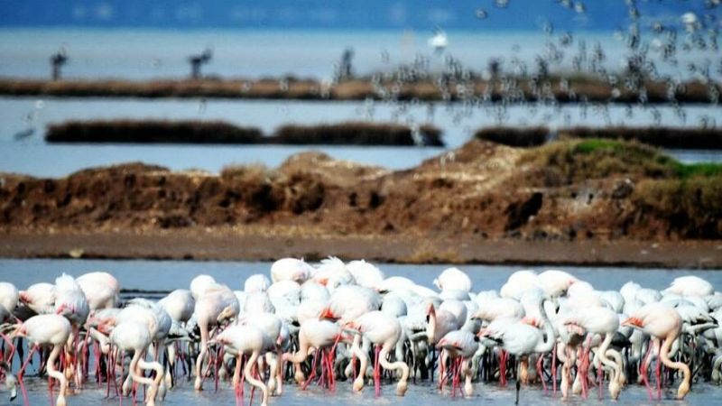 Flamingo cennetini çöl haline getirecek proje