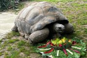 Türkiye’nin en yaşlı kaplumbağasını gördünüz mü?