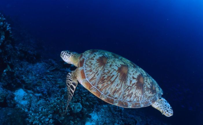 Bugün, Dünya Deniz Kaplumbağaları Günü